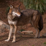 mississippi valley wolf