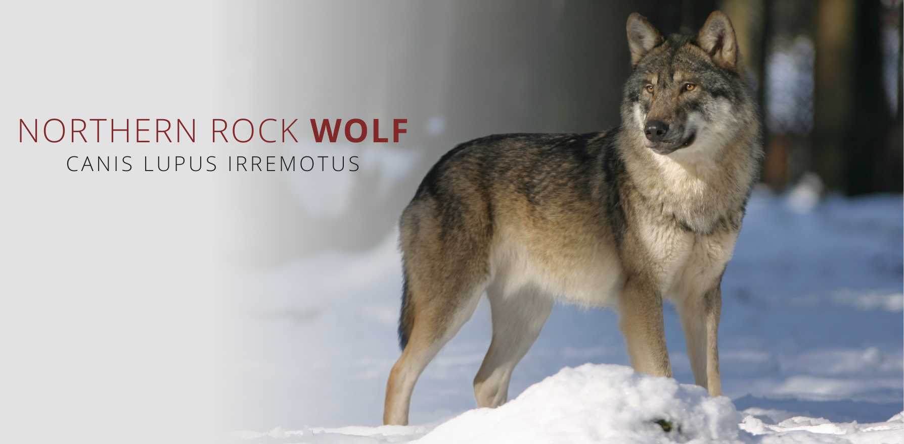 northern rocky mountain wolf facts