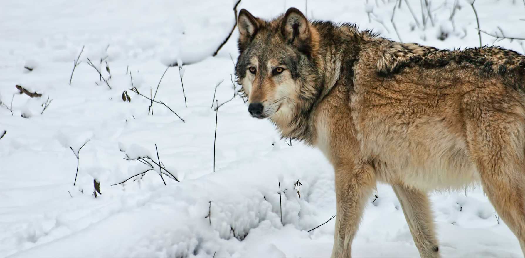 northern rocky mountain wolf species