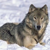 northern rocky mountain wolf