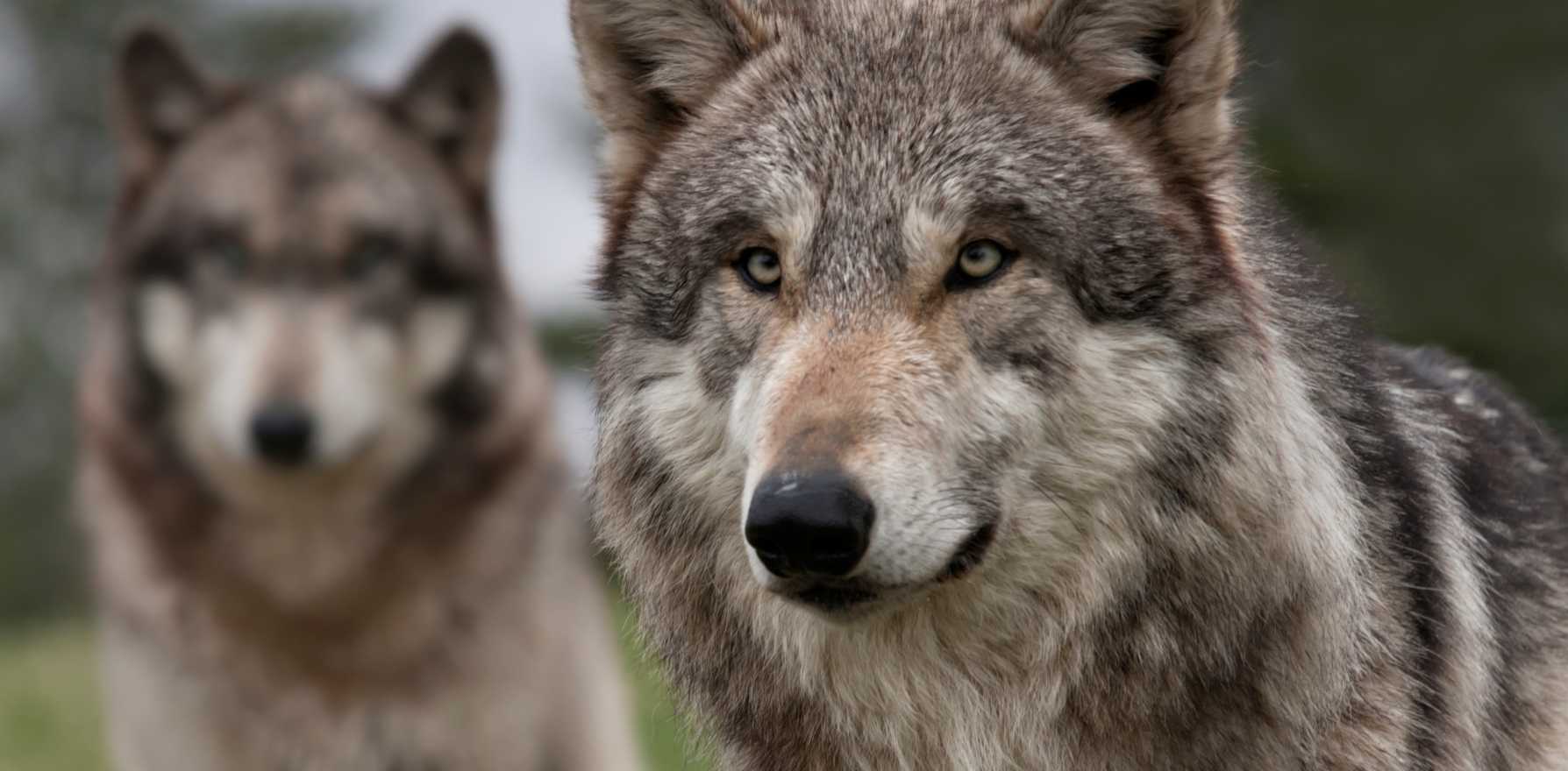 northwestern wolf facts