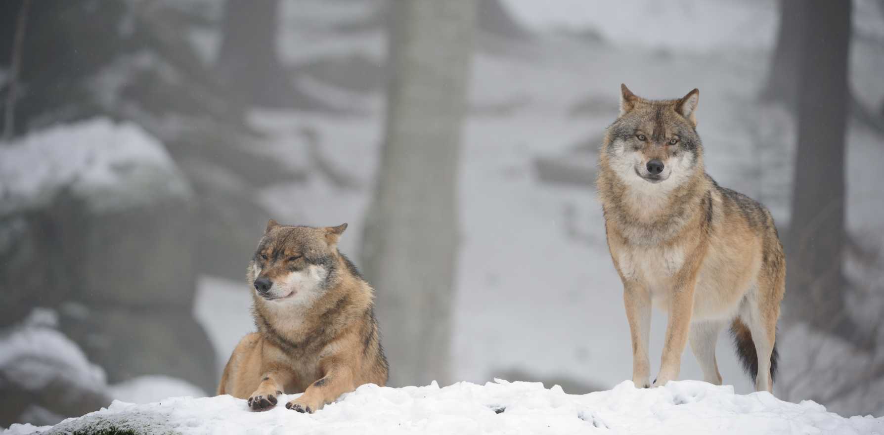 northwestern wolf pack