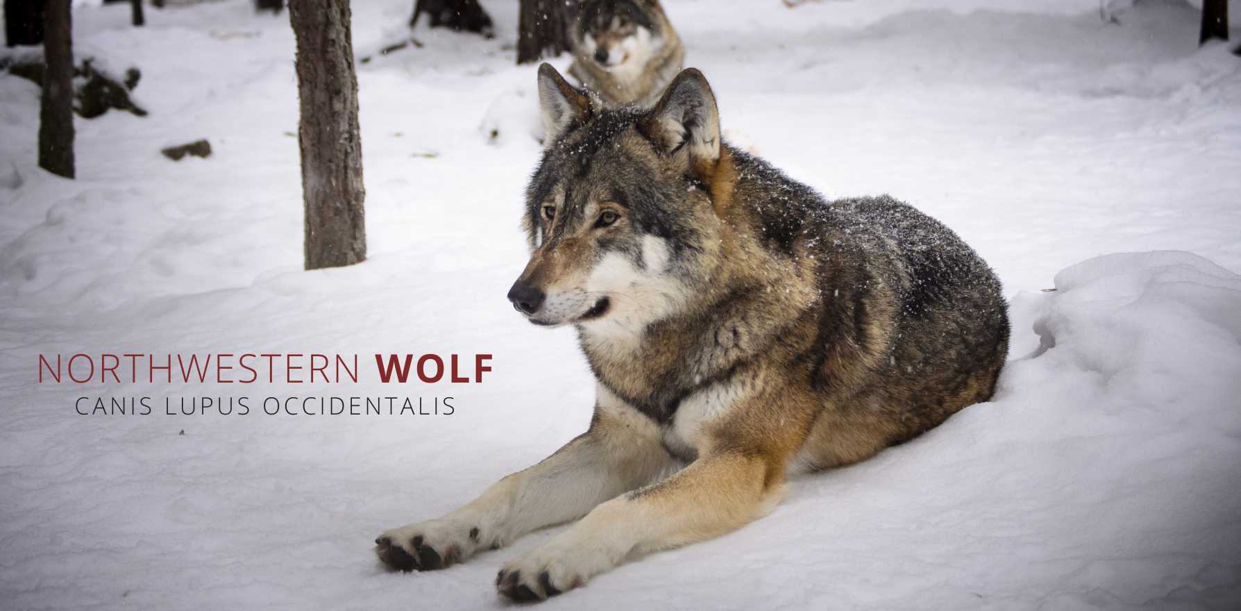 northwestern wolf species