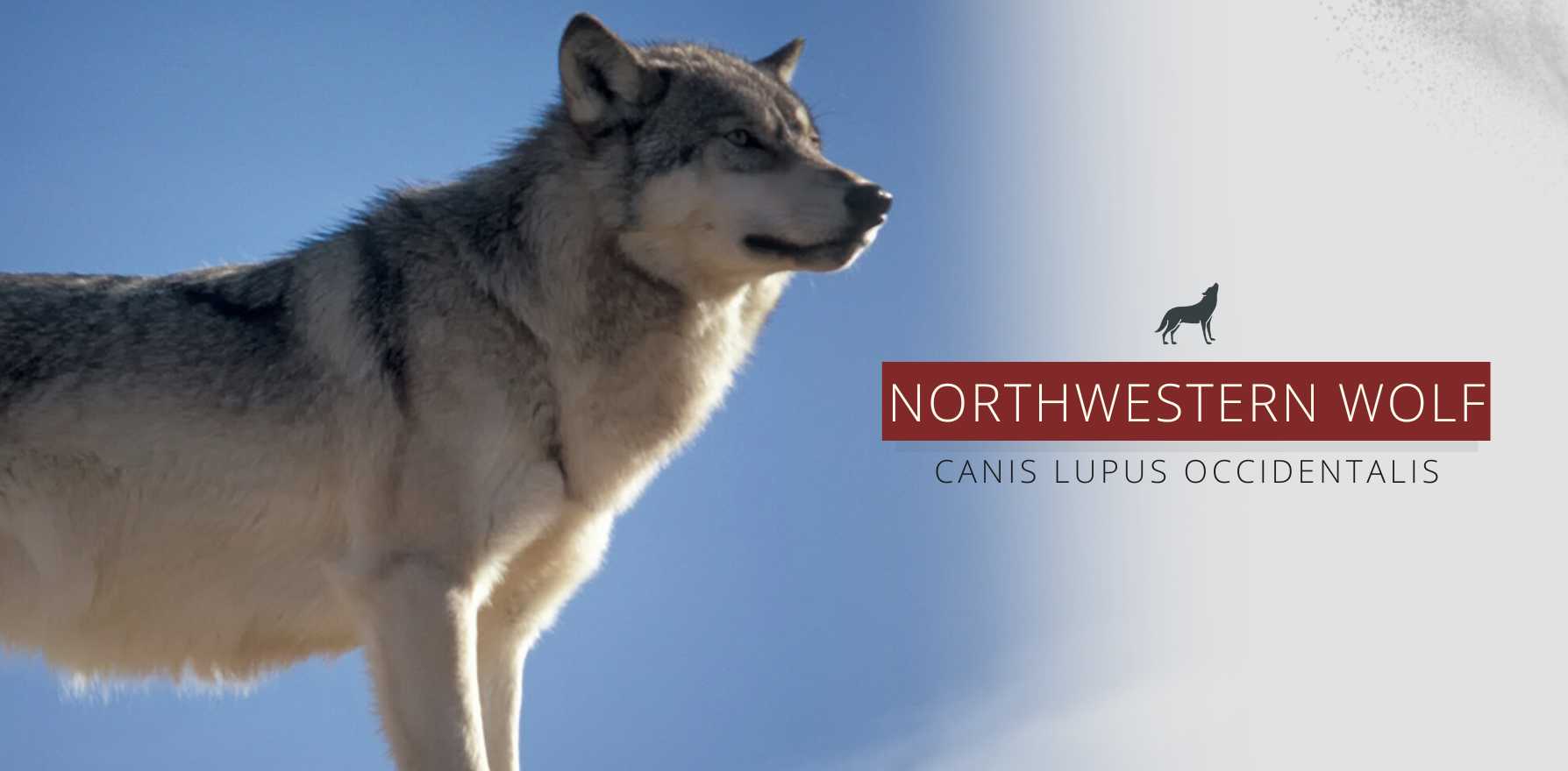 northwestern wolf