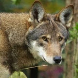 red wolf