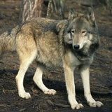 steppe wolf