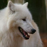 tundra wolf