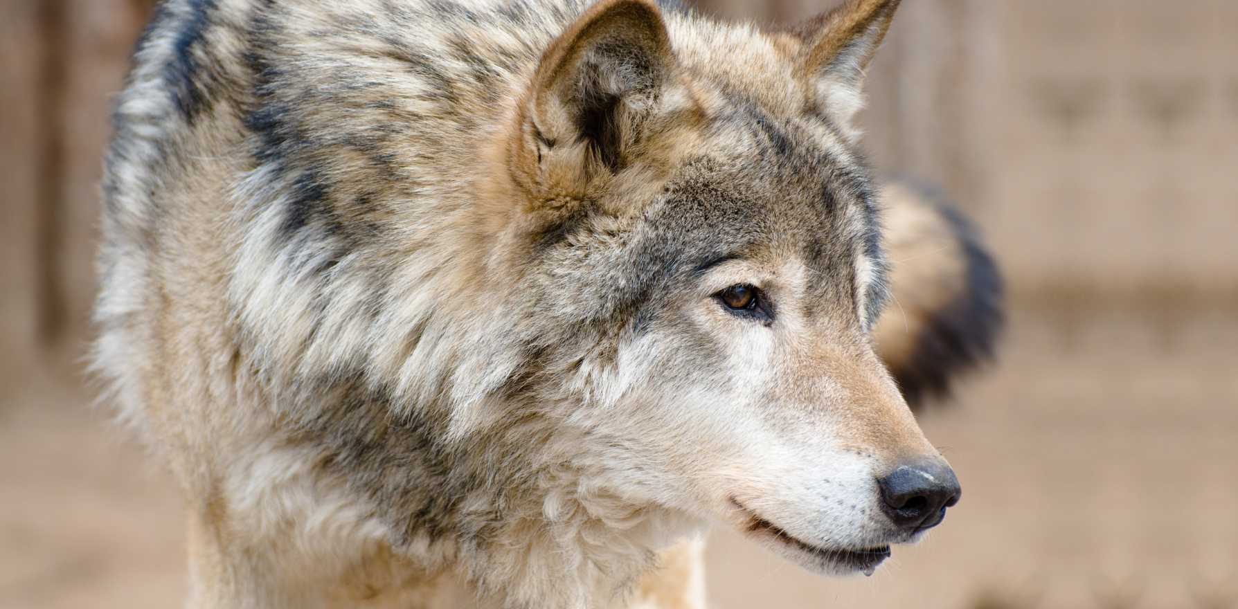 Vancouver Island Wolf | Wolf Stuff