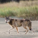 vancouver island wolf