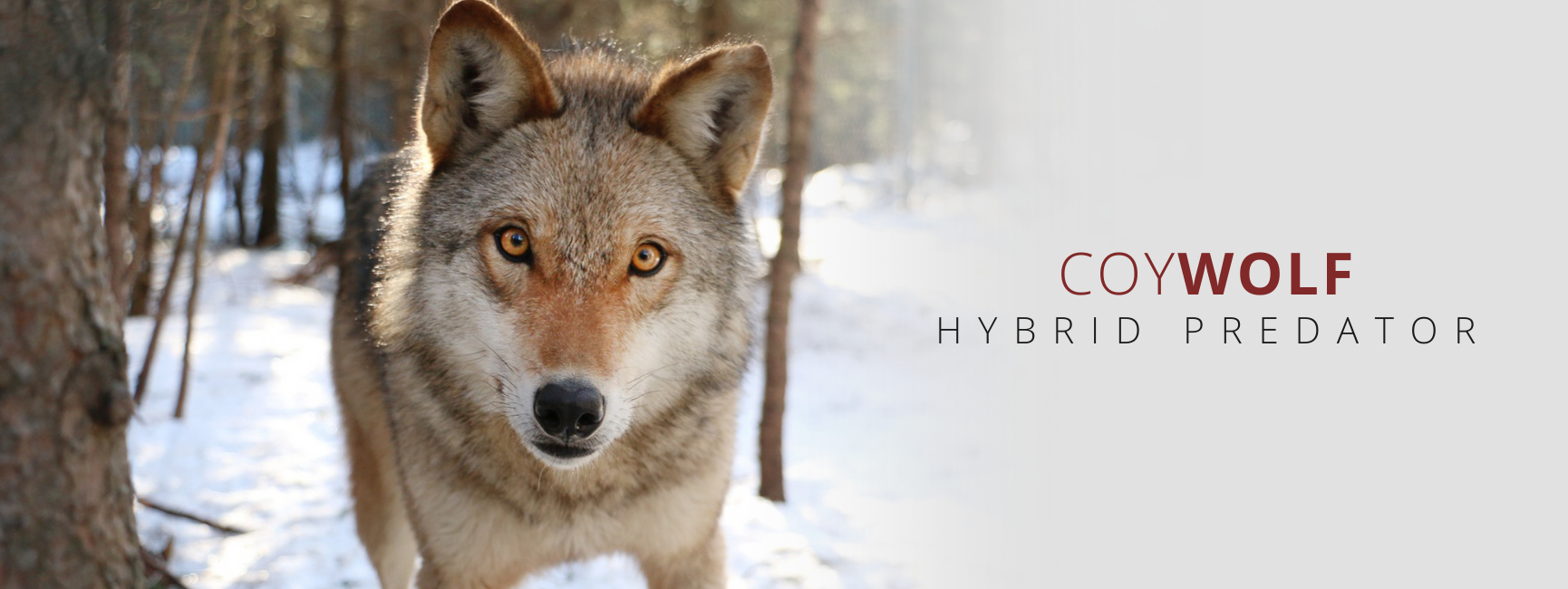what is a coywolf