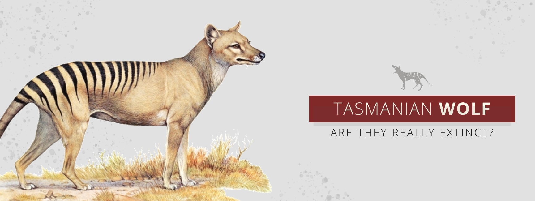 what is a tasmanian wolf