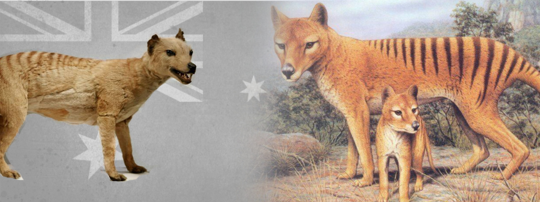 why did the tasmanian wolf become extinct