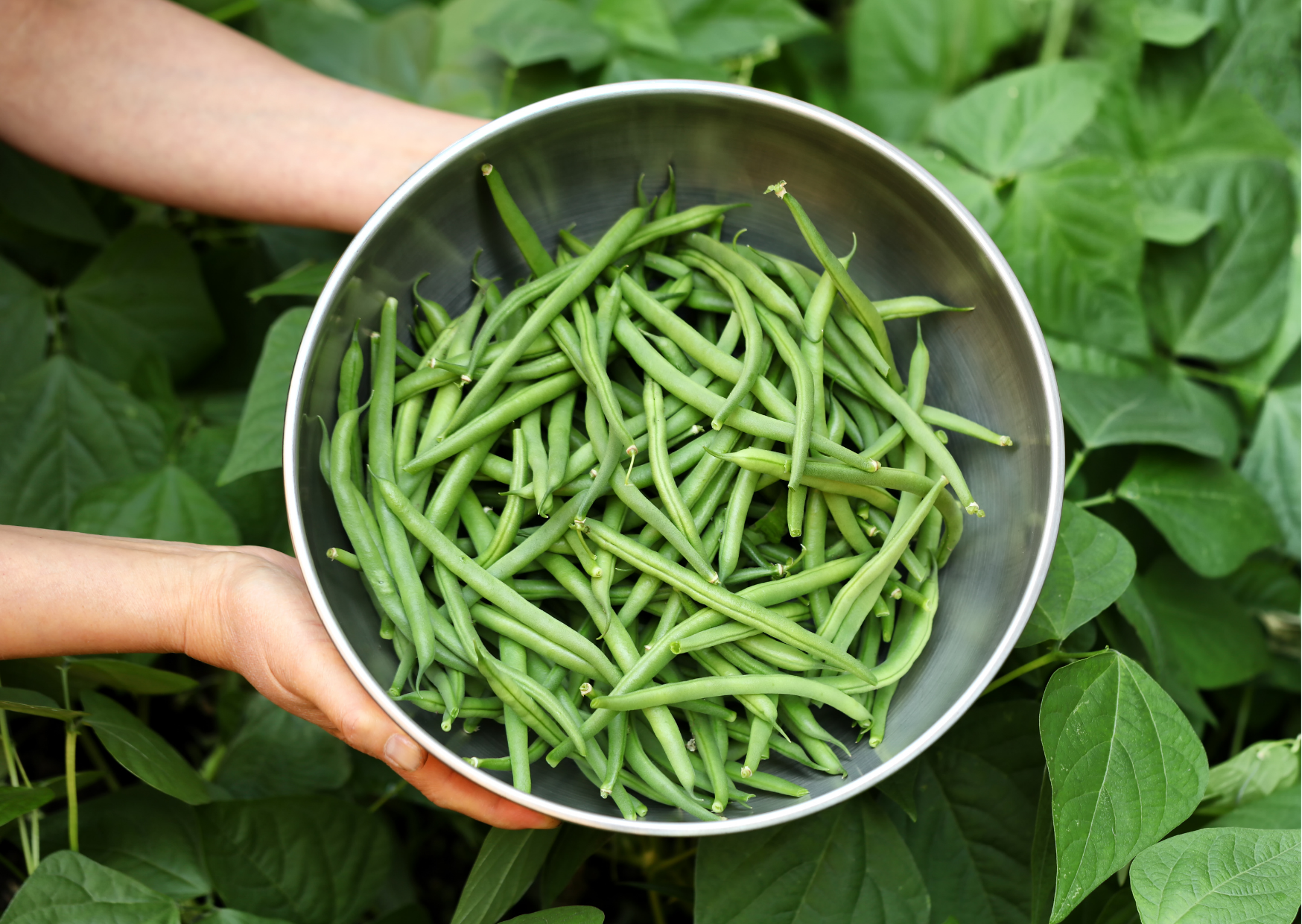 BEANS, THE MAGICAL FRUIT