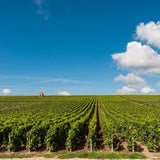 Champagne:  Bérèche, Cedric Bouchard, Elise Bougy, Ulysse Collin,  Dom Pérignon, Ledru, Pierre Peters, Savart, Suenen, & More