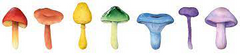Smart Owlchemy, Red Drops, Mushroom Drops, Mushroom Extract, Mushroom coffee, medicinal mushrooms, edible mushrooms, mushroom power