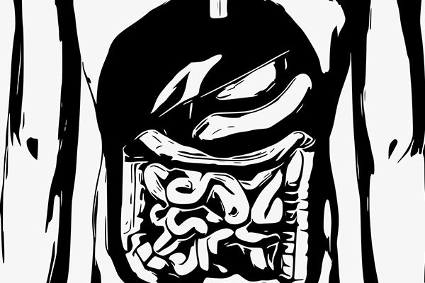 sketch of a healthy gut