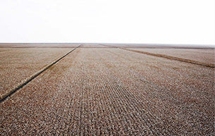 Supima Cotton Field 