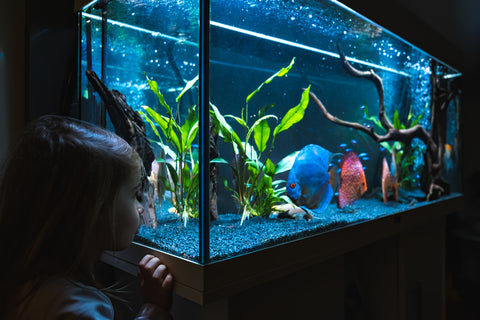 Benefits of Aquarium Education for Kid