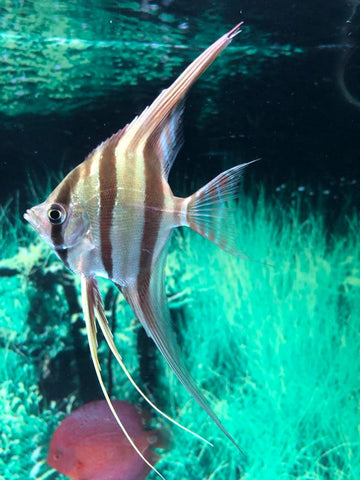 Altum Angel Fish | Splashy Fish