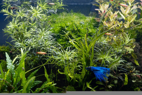 java fern in betta tank, aquatic plant for betta tank, java fern, java fern for sale, java fern in aquarium tank