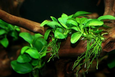 Anubias Plants For sale | Splashy Fish
