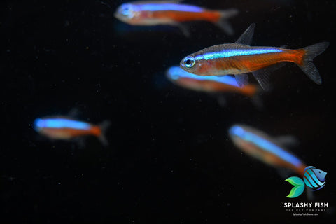 CARDINAL TETRA FISH | Splashy Fish Store