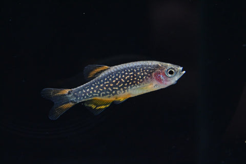 CELESTIAL PEARL DANIO for sale | Splashy Fish