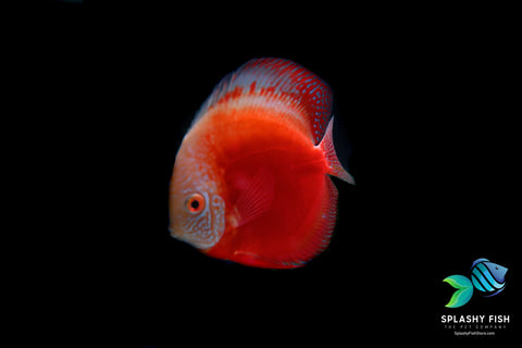 Red Marlboro Discus For Sale | Splashy Fish