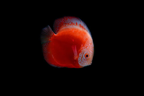 red MARLBORO DISCUS for sale | Splashy Fish