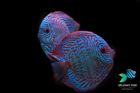 Blue Discus For Sale | Splashy Fish