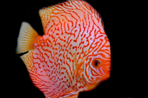 PIGEON RED DISCUS for sale | Splashy Fish