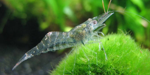 Ghost Shrimp for Sale, Ghost Shrimp, Glass Shrimp, Freshwater Shrimp for Sale, Freshwater Shrimp, Glass Shrimp for Sale