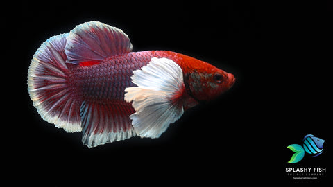 Lavender Dumbo Halfmoon Plakat Betta Fish