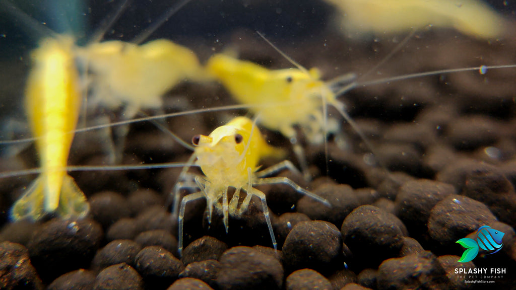 Golden Yellow Back Dwarf Shrimp | Neocaridina Shrimp 