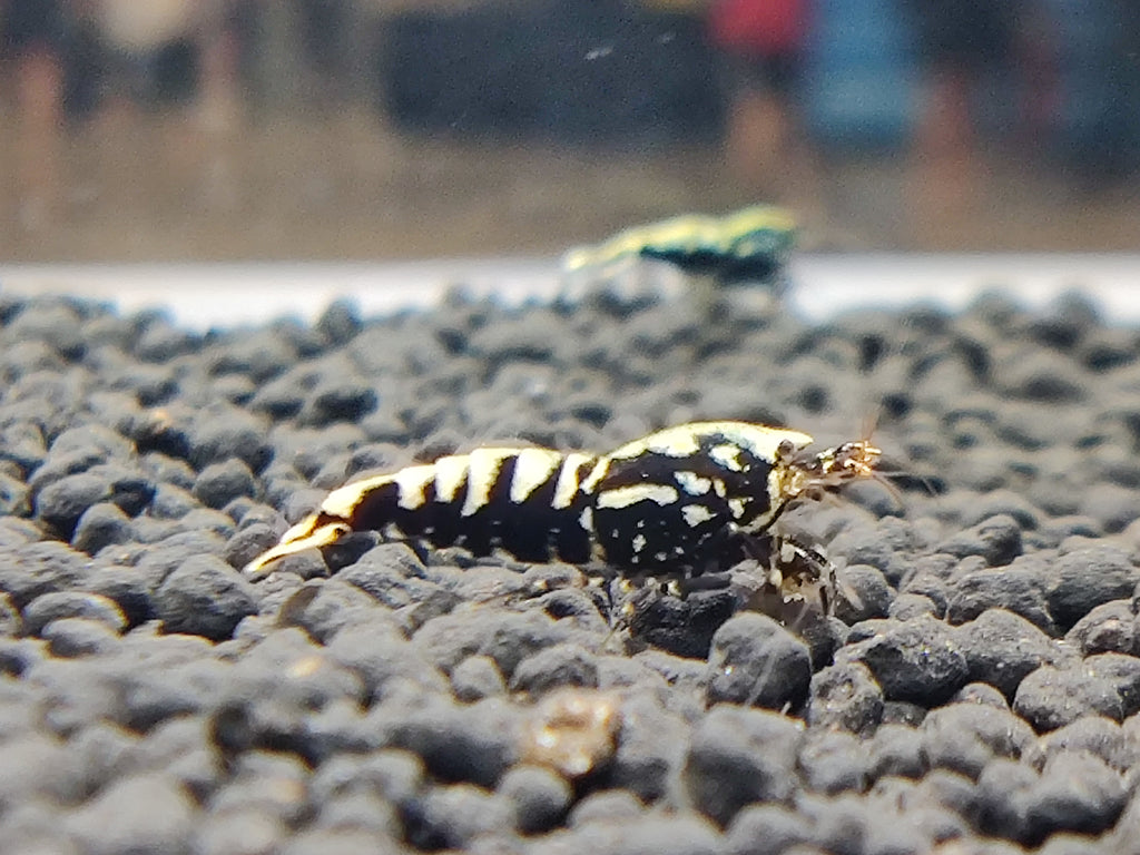 Black King Kong Caridina Shrimp | Freshwater Caridina Shrimps