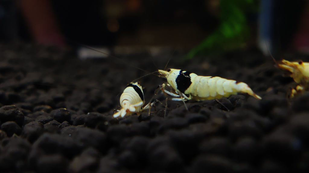 Show Grade AAA Grade Pure Black Line Caridina Shrimp