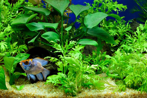 German Blue Ram swimming around plants | Splashy Fish