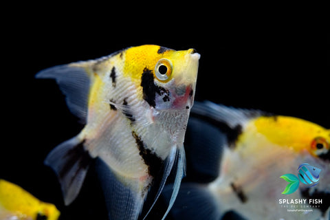 Koi Angel Fish | Splashy Fish