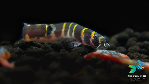 Image of Kuhli Loach close up eating bloodworms