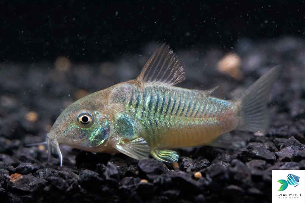Green Aeneus Corydoras Catfish For Sale | Splashy Fish 