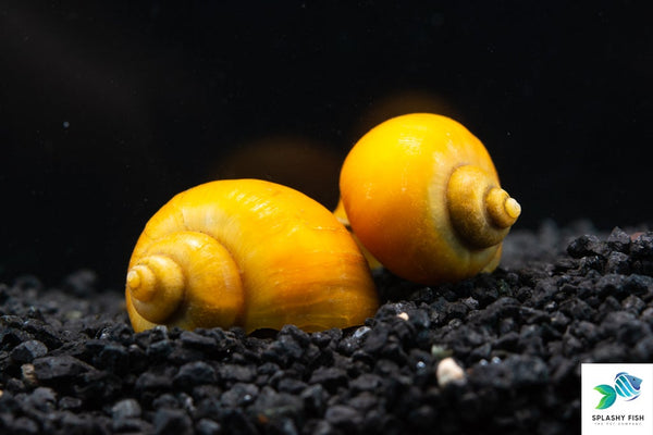 Gold Mystery Snail For Sale | Clean Up Crew for Aquarium 