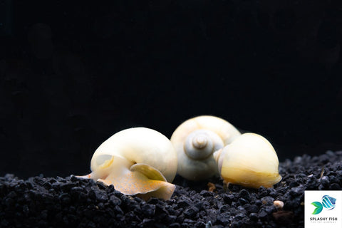 Ivory Mystery Snail on substrate