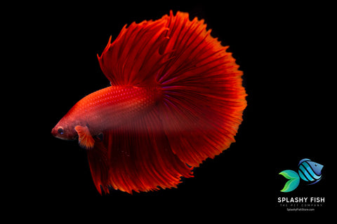 Red Halfmoon Male Betta Fish 