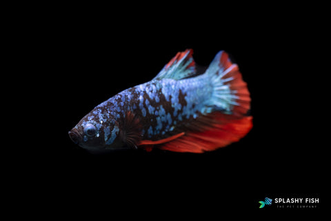 Black and Blue Koi Galaxy Male Betta Fish