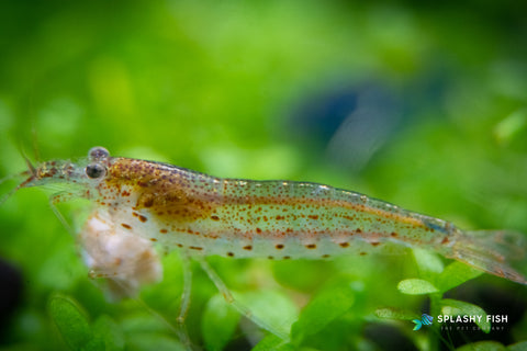 What is Amano Shrimp? 