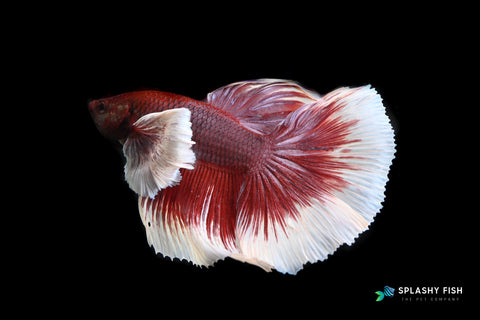 Dumbo Ear Halfmoon Lavender Male Betta Fish