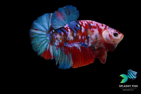 Red Koi Galaxy Halfmoon Plakat Betta Fish