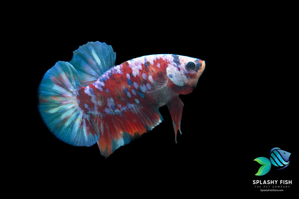 Beautiful Koi Galaxy Betta Fish with Multi Color on the body