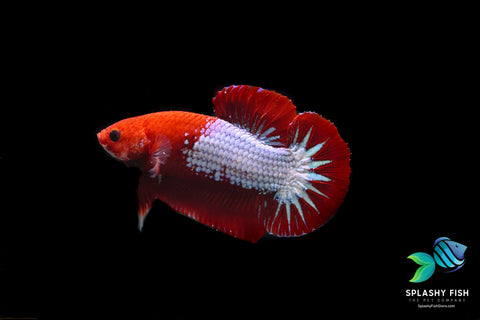 Red Fancy Betta Fish For Sale