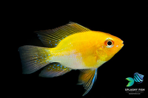 Golden Ram Fish | Ram Fish For Sale | Splashy Fish